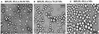 Characterization of Photoluminescent Polylactone-Based Nanoparticles for Their Applications in Cardiovascular Diseases